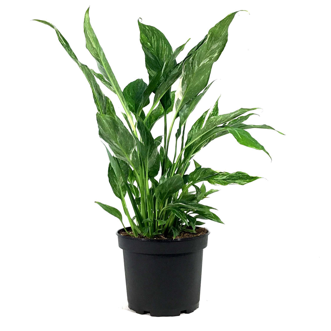 Spathiphyllum, 6in, Domino Peace Lily