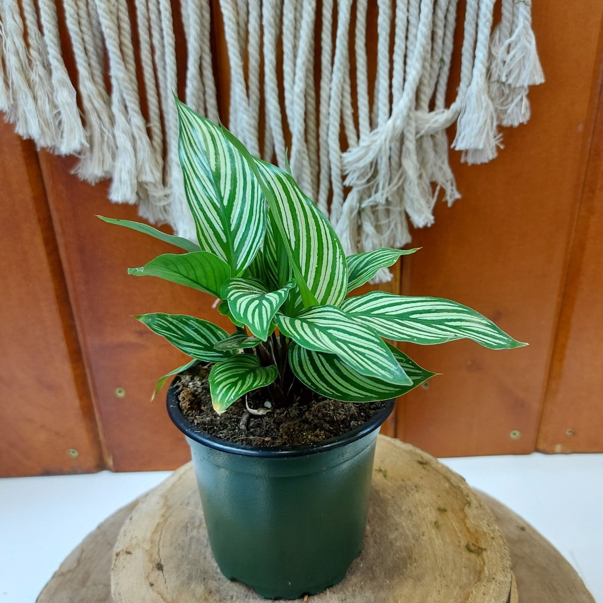 Calathea, 4in, Vittata - Floral Acres Greenhouse & Garden Centre