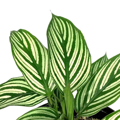 Calathea, 4in, Vittata