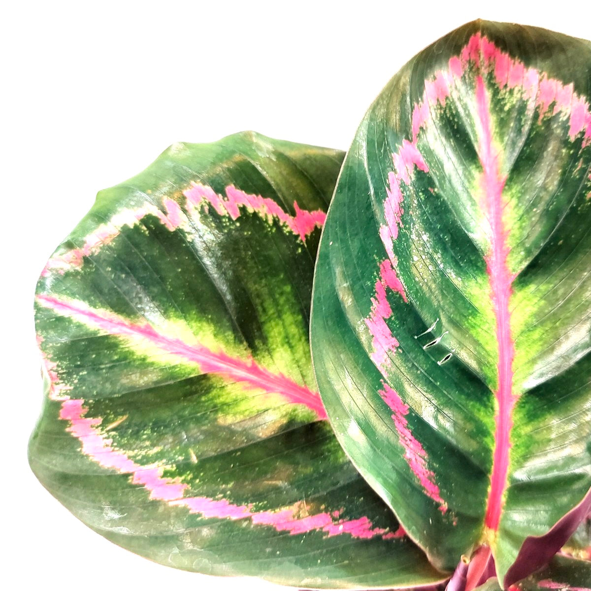 Calathea, 4in, Roseopicta - Floral Acres Greenhouse & Garden Centre