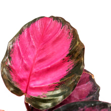 Load image into Gallery viewer, Calathea, 4in, Rosy - Floral Acres Greenhouse &amp; Garden Centre
