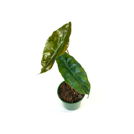 Alocasia, 4in, Chantrieri - Floral Acres Greenhouse & Garden Centre