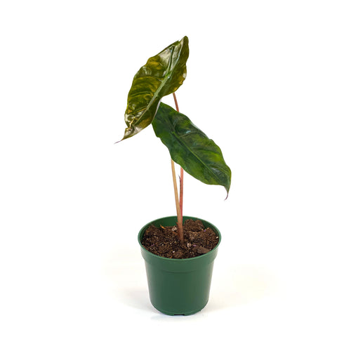 Alocasia, 4in, Chantrieri - Floral Acres Greenhouse & Garden Centre