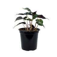 Alocasia, 4in, Polly