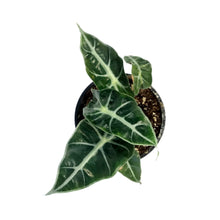 Load image into Gallery viewer, Alocasia, 4in, Polly
