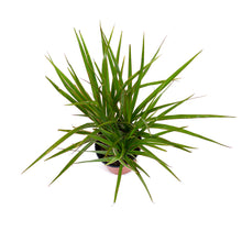 Load image into Gallery viewer, Dracaena, 4in, Bicolor Tip - Floral Acres Greenhouse &amp; Garden Centre
