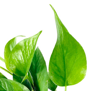 Pothos, 4in, Jade - Floral Acres Greenhouse & Garden Centre