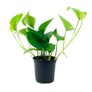 Pothos, 4in, Jade - Floral Acres Greenhouse & Garden Centre
