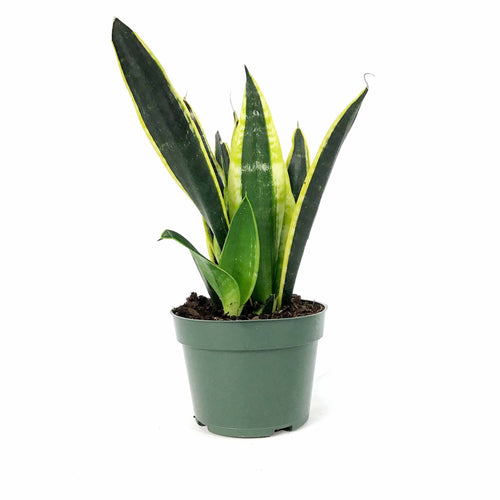 Sansevieria, 4in, Black Gold - Floral Acres Greenhouse & Garden Centre