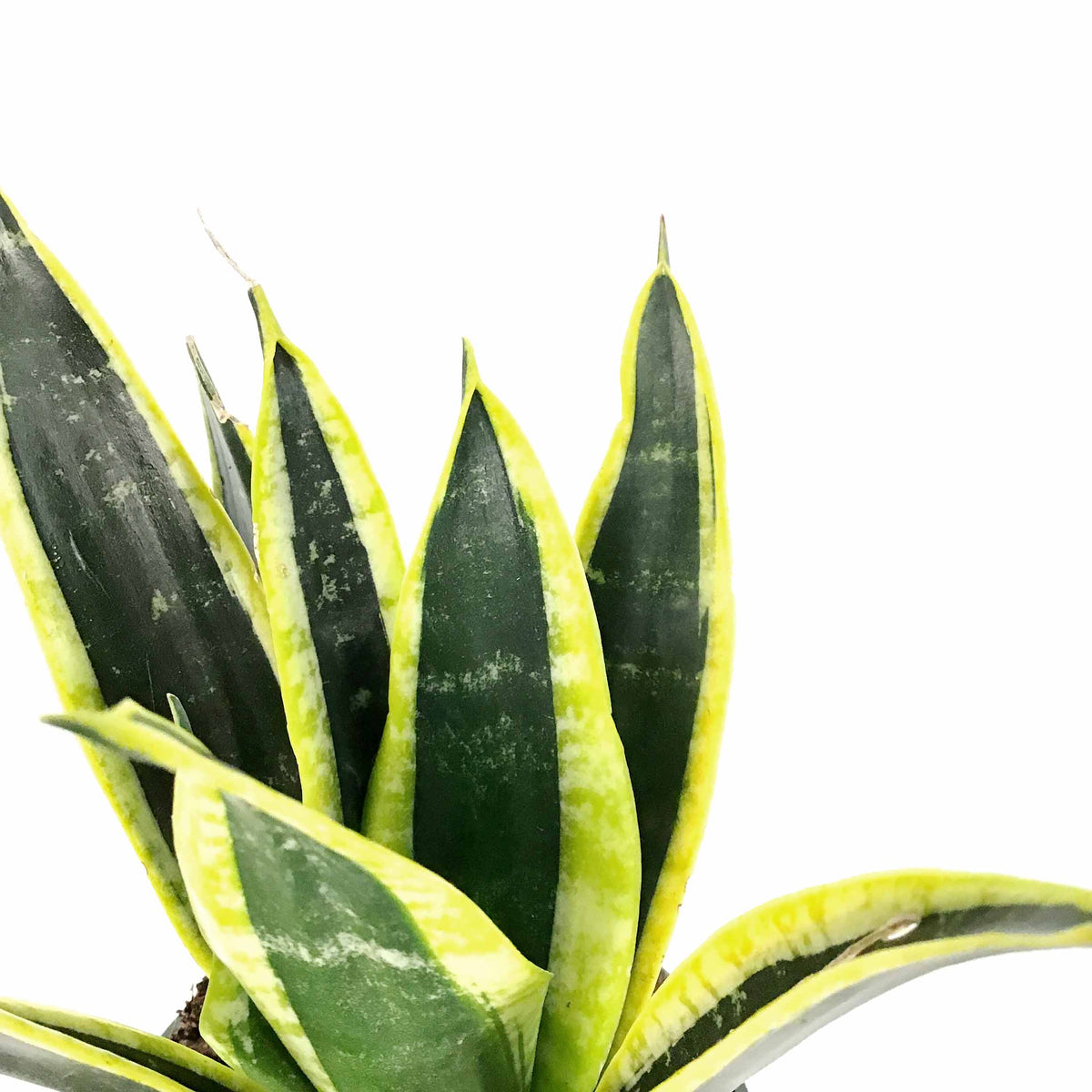 Sansevieria, 4in, Black Gold - Floral Acres Greenhouse & Garden Centre