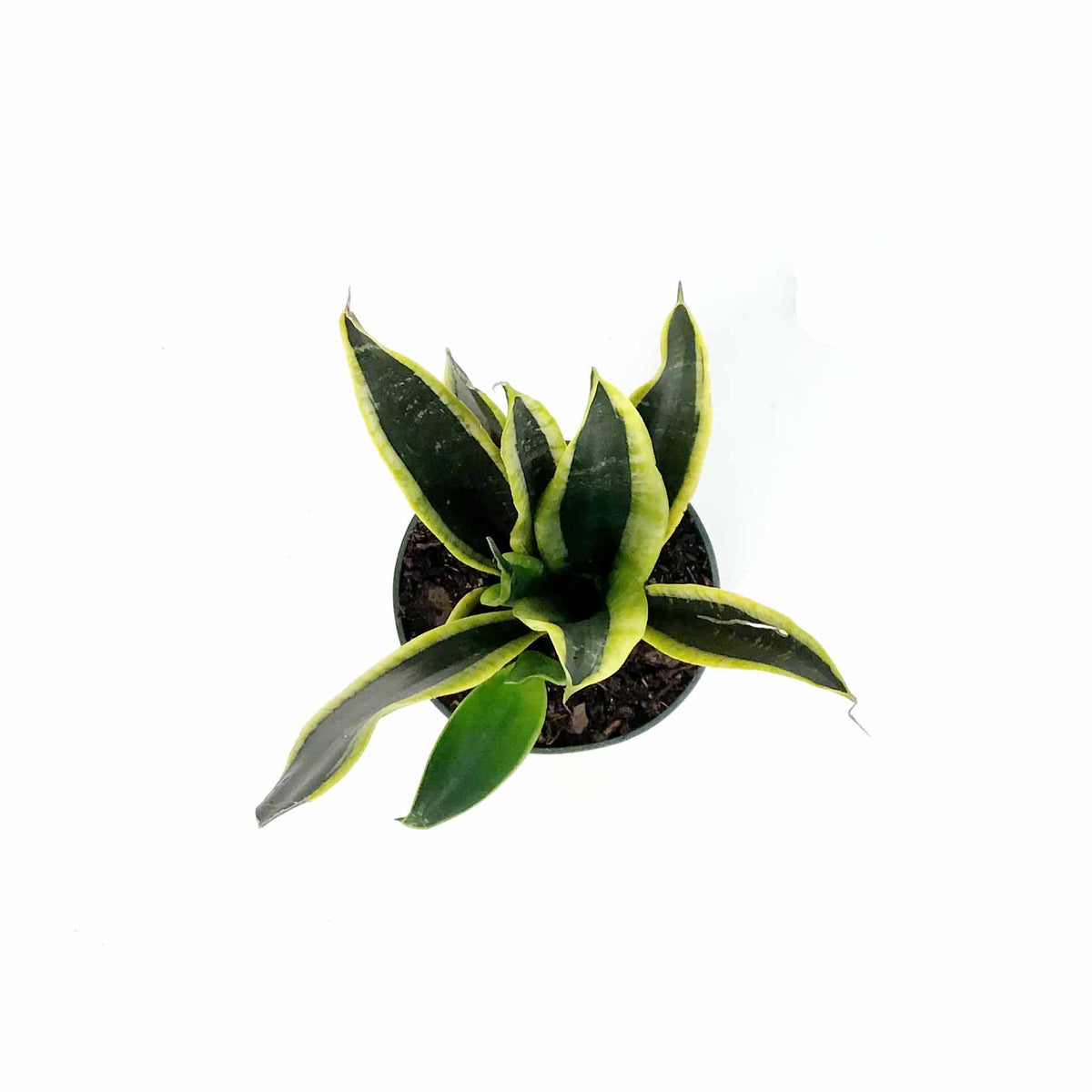 Sansevieria, 4in, Black Gold - Floral Acres Greenhouse & Garden Centre