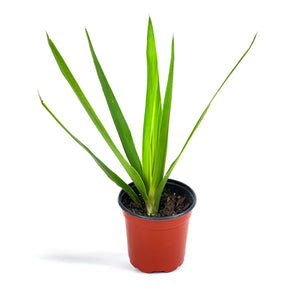 Yucca, 4in, Tips - Floral Acres Greenhouse & Garden Centre