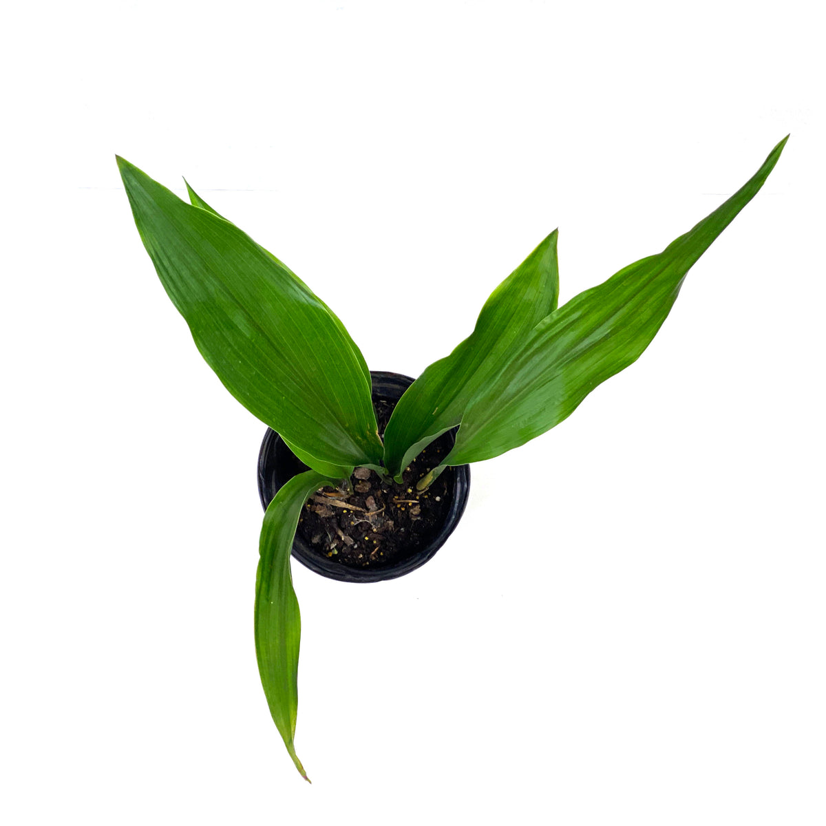 Aspidistra, 6in, Cast Iron - Floral Acres Greenhouse & Garden Centre