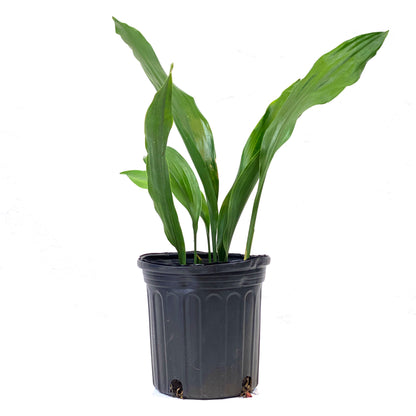 Aspidistra, 6in, Cast Iron - Floral Acres Greenhouse & Garden Centre