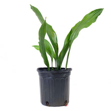 Load image into Gallery viewer, Aspidistra, 6in, Cast Iron - Floral Acres Greenhouse &amp; Garden Centre
