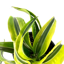 Load image into Gallery viewer, Dracaena, 6in, Lemon Surprise - Floral Acres Greenhouse &amp; Garden Centre
