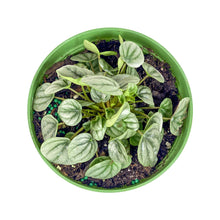 Load image into Gallery viewer, Peperomia, 6in, Silver Frost - Floral Acres Greenhouse &amp; Garden Centre
