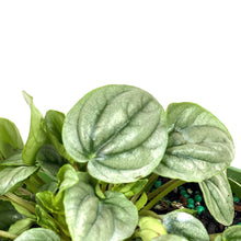 Load image into Gallery viewer, Peperomia, 6in, Silver Frost - Floral Acres Greenhouse &amp; Garden Centre
