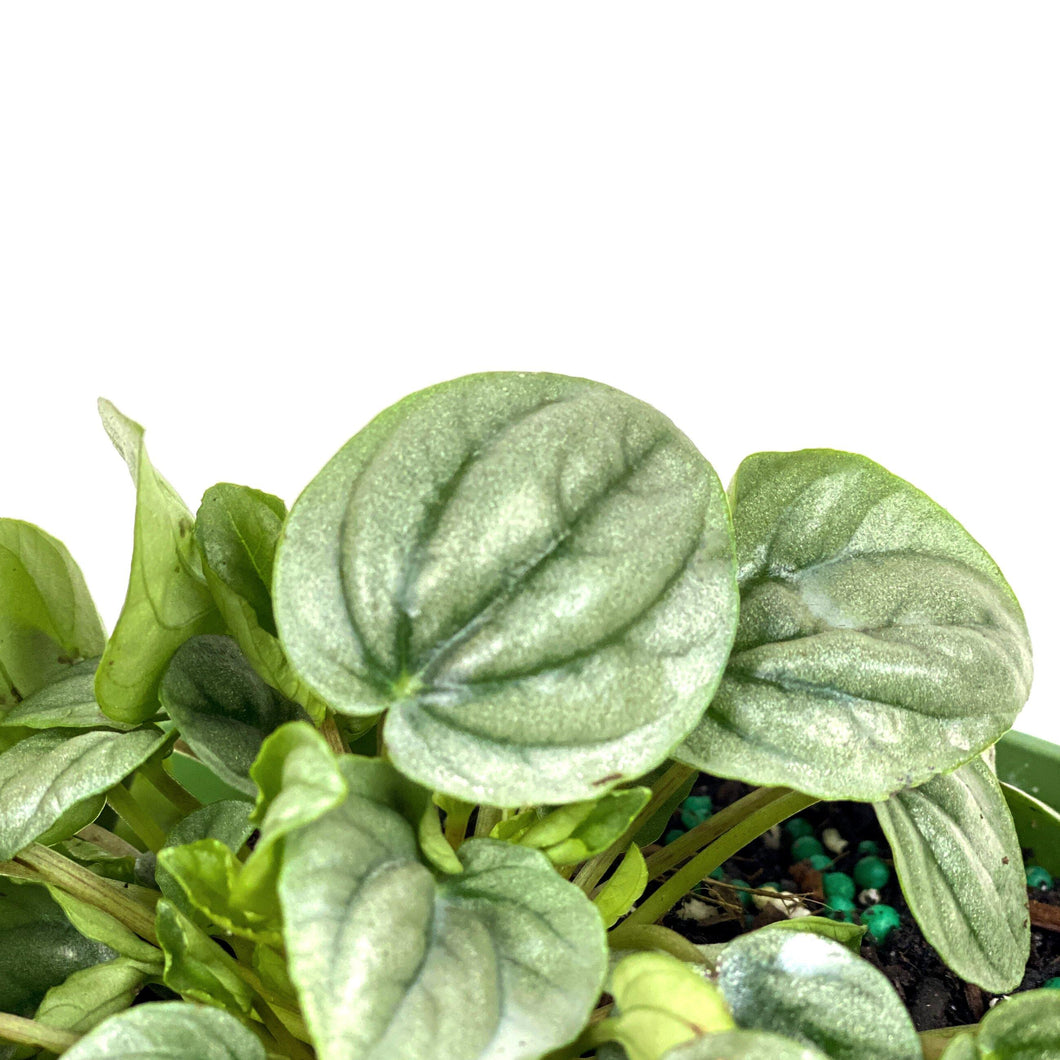 Peperomia, 6in, Silver Frost - Floral Acres Greenhouse & Garden Centre