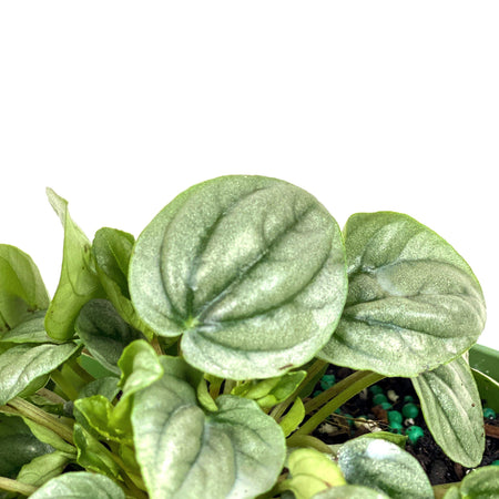 Peperomia, 4in, Silver Frost - Floral Acres Greenhouse & Garden Centre