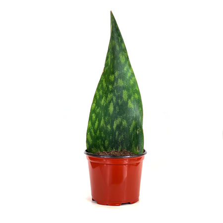 Sansevieria, 6in, Tigressa, Shark Fin - Floral Acres Greenhouse & Garden Centre