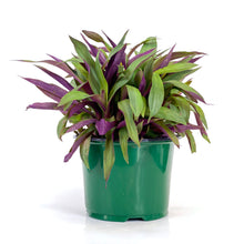 Load image into Gallery viewer, Tradescantia, 6in, Oyster - Floral Acres Greenhouse &amp; Garden Centre

