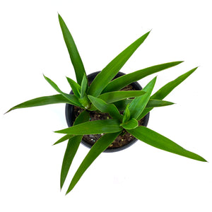 Yucca, 6in, Tips - Floral Acres Greenhouse & Garden Centre