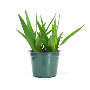 Yucca, 6in, Tips - Floral Acres Greenhouse & Garden Centre