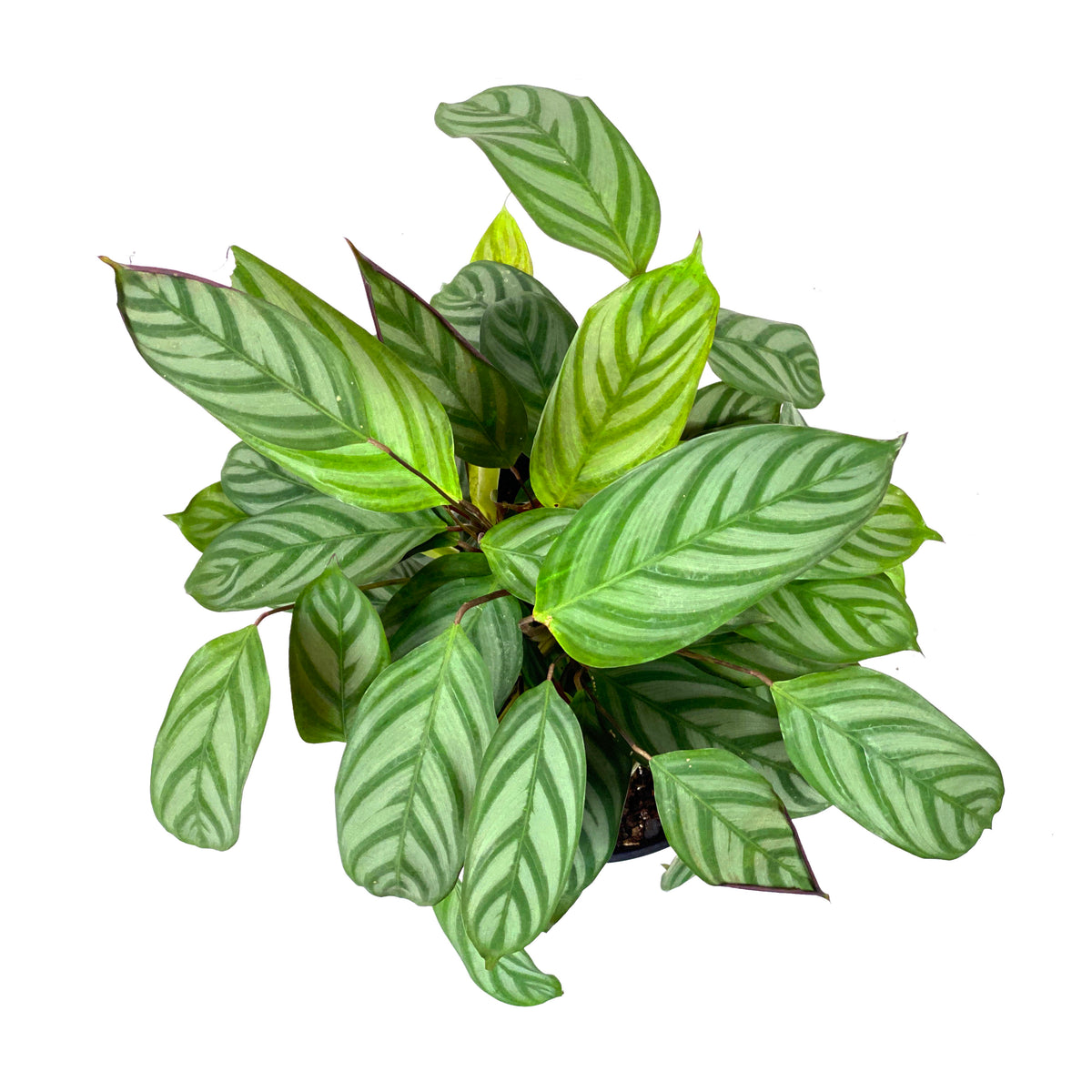 Calathea, 8in, Setosa - Floral Acres Greenhouse & Garden Centre