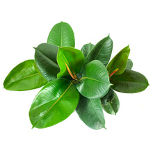 Load image into Gallery viewer, Ficus, 8in, Robusta - Floral Acres Greenhouse &amp; Garden Centre
