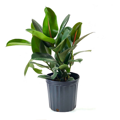 Ficus, 8in, Robusta - Floral Acres Greenhouse & Garden Centre