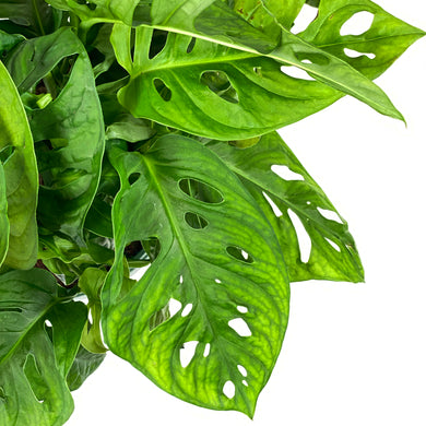Monstera, 8in HB, Adansonii Swiss Cheese - Floral Acres Greenhouse & Garden Centre