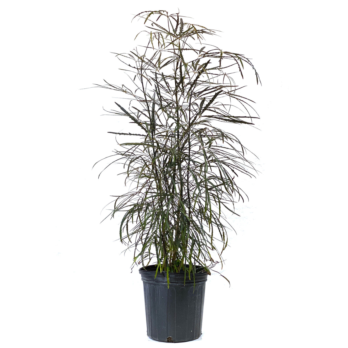 Aralia, 8in, Falsa - Floral Acres Greenhouse & Garden Centre