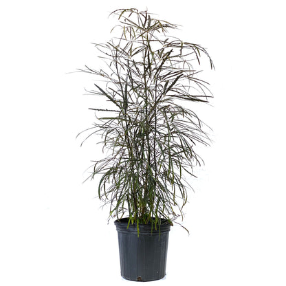 Aralia, 8in, Falsa - Floral Acres Greenhouse & Garden Centre