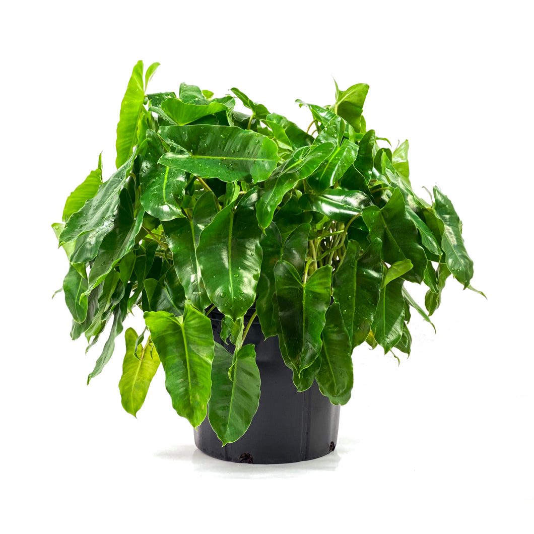 Philodendron, 10in, Burle Marx