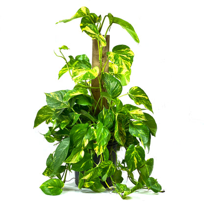 Pothos, 10in Golden Totem - Floral Acres Greenhouse & Garden Centre