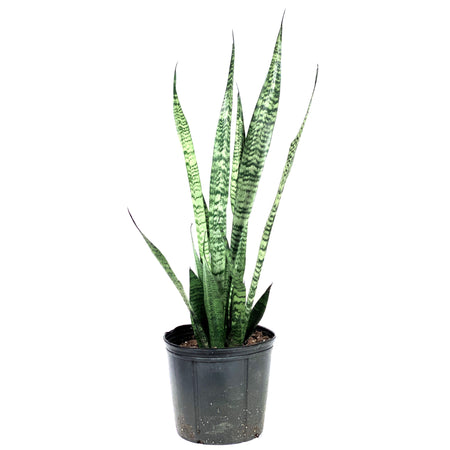 Sansevieria, 10in, Wintergreen - Floral Acres Greenhouse & Garden Centre