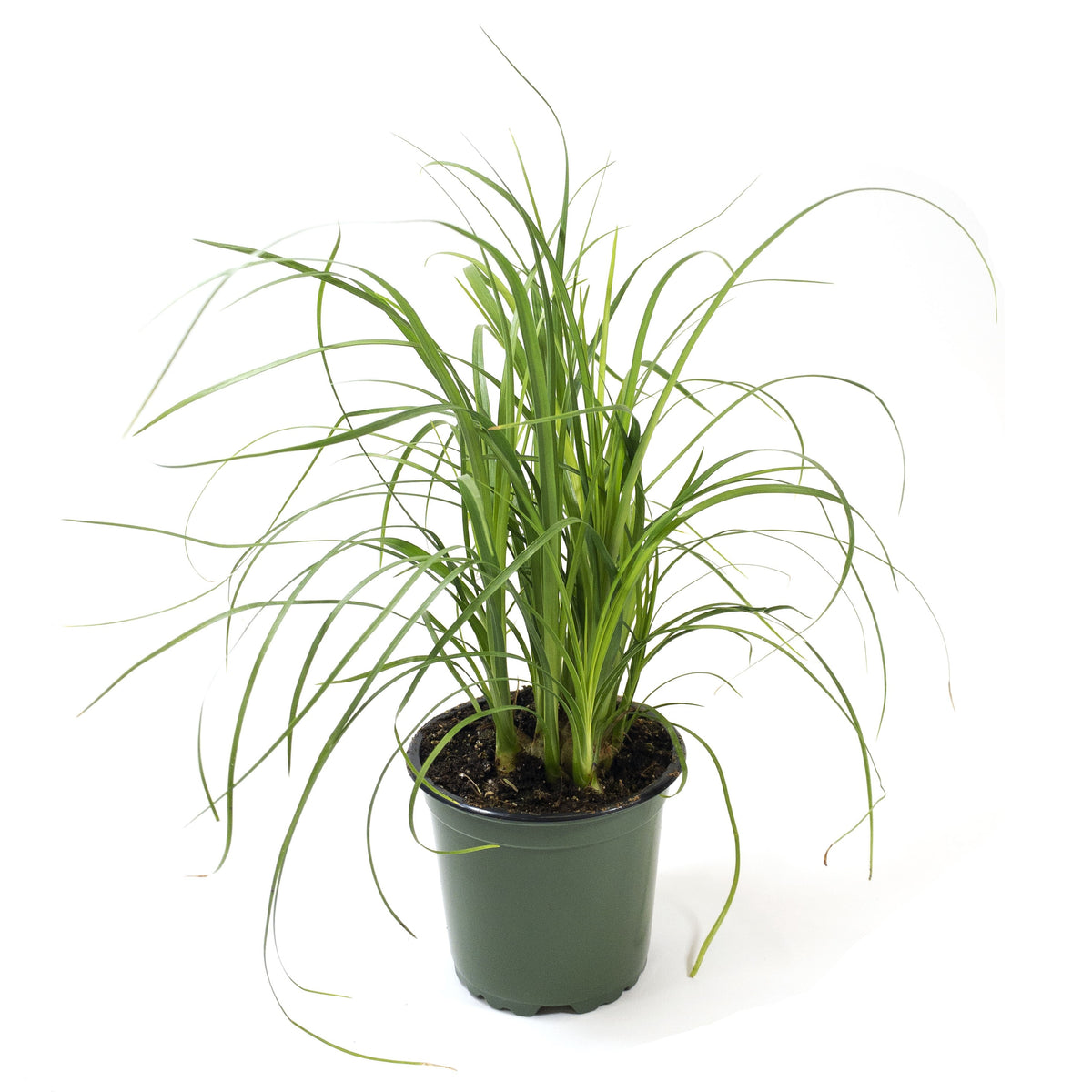 Palm, 4in, Ponytail - Floral Acres Greenhouse & Garden Centre