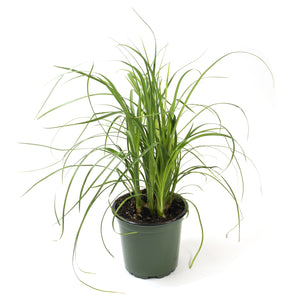 Palm, 4in, Ponytail - Floral Acres Greenhouse & Garden Centre