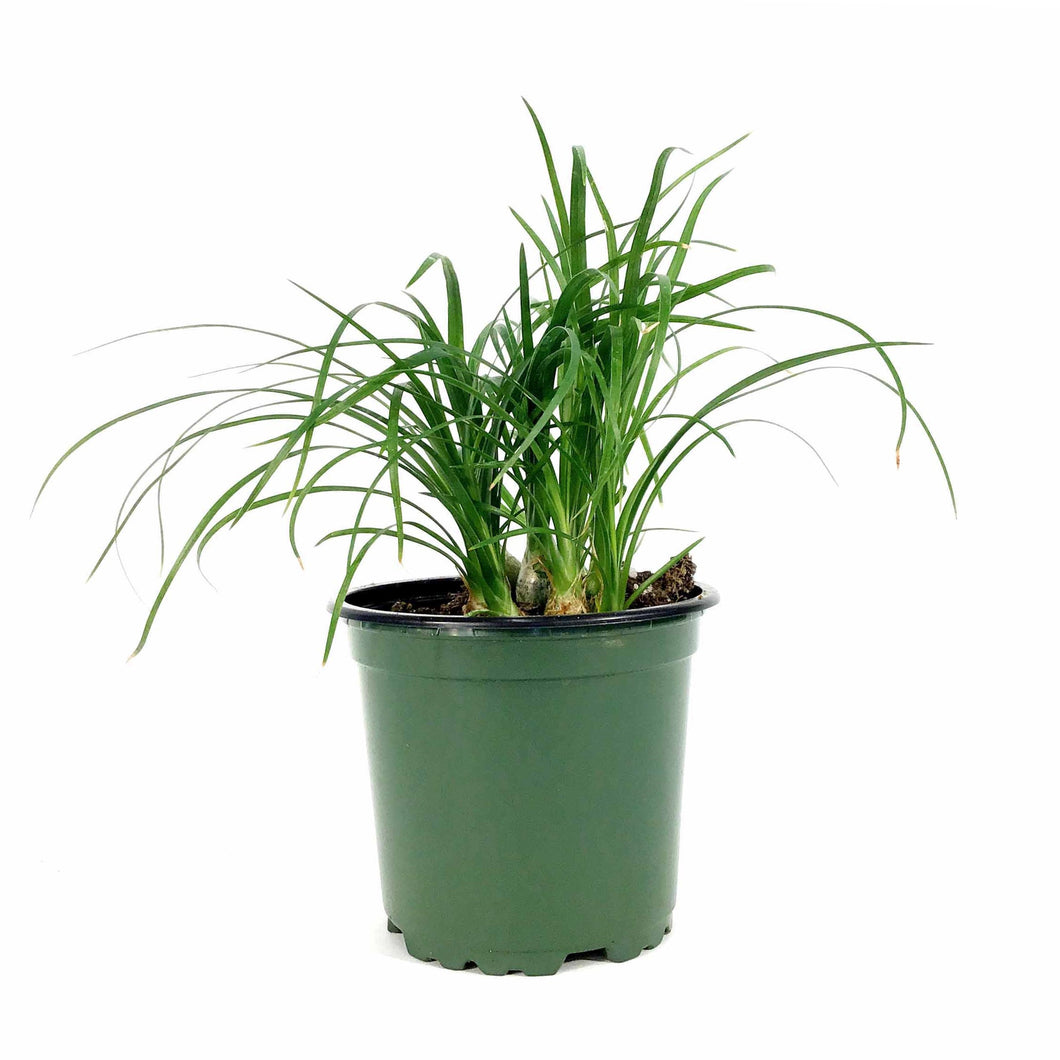 Palm, 4in, Ponytail - Floral Acres Greenhouse & Garden Centre