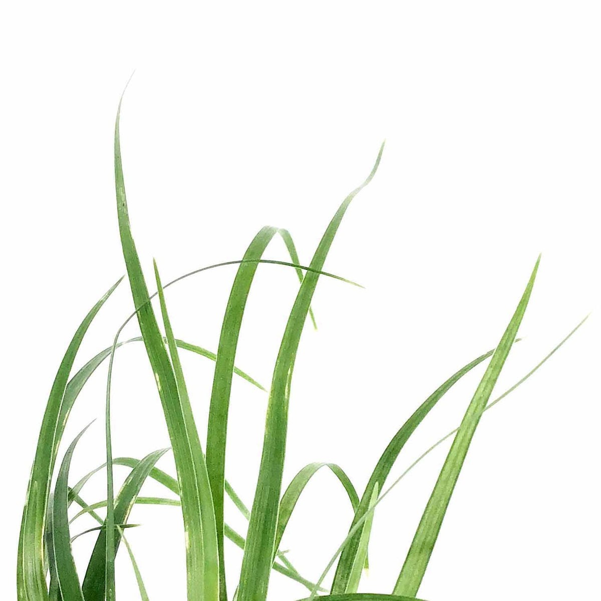 Palm, 4in, Ponytail - Floral Acres Greenhouse & Garden Centre