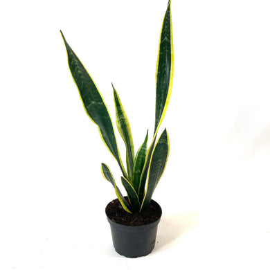 Sansevieria, 6in, Black Gold - Floral Acres Greenhouse & Garden Centre