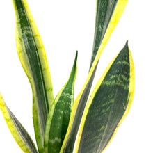 Load image into Gallery viewer, Sansevieria, 6in, Black Gold - Floral Acres Greenhouse &amp; Garden Centre
