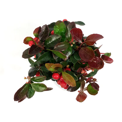 Gaultheria, 4in, Wintergreen