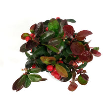 Load image into Gallery viewer, Gaultheria, 4in, Wintergreen
