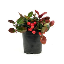Load image into Gallery viewer, Gaultheria, 4in, Wintergreen
