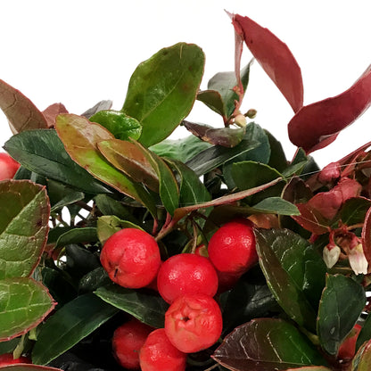 Gaultheria, 4in, Wintergreen