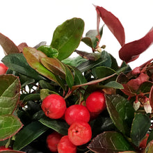 Load image into Gallery viewer, Gaultheria, 4in, Wintergreen
