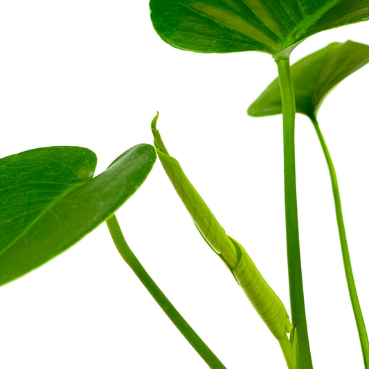 Monstera, 4in, Deliciosa - Floral Acres Greenhouse & Garden Centre