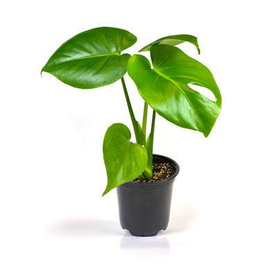 Monstera, 4in, Deliciosa - Floral Acres Greenhouse & Garden Centre